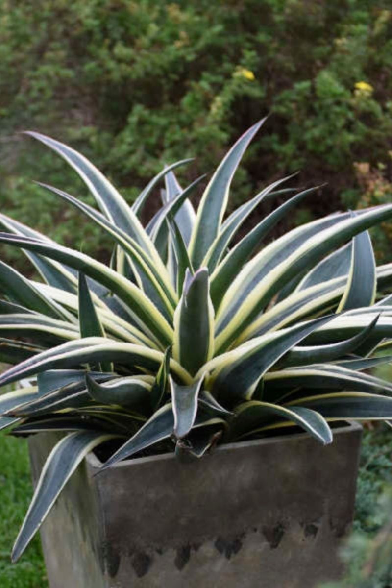 Mangave, Snow Leopard