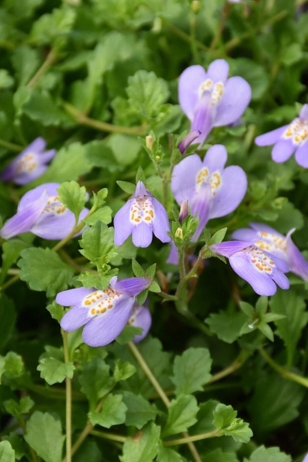 Mazus, Creeping