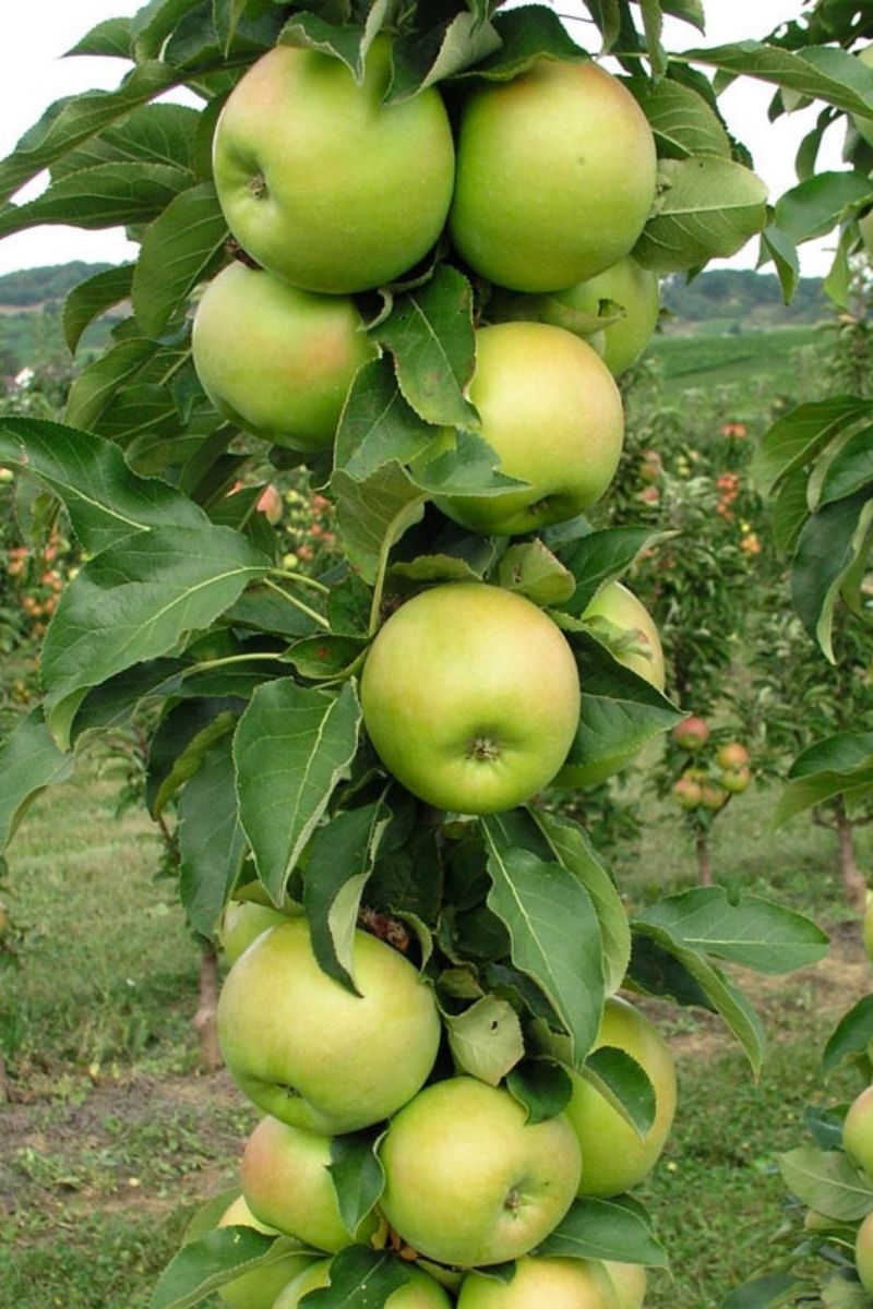 Fruit, Apple Urban Tangy Green