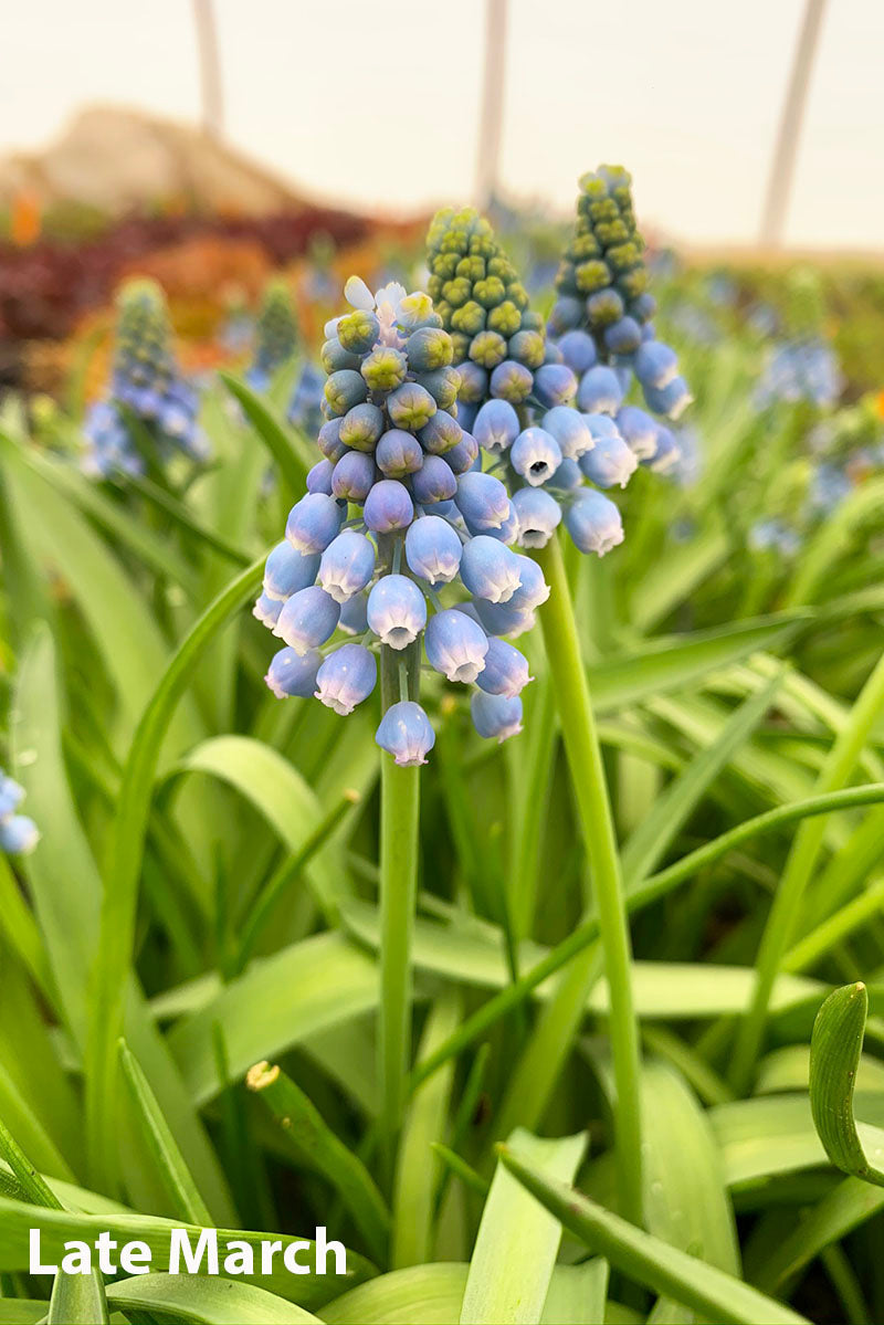 Muscari Grape Hyacinth Blue