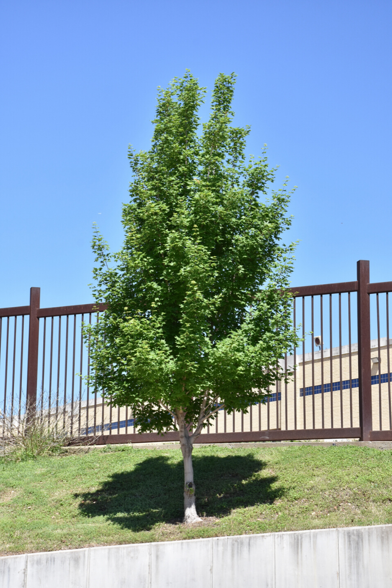 Maple, Highland Park