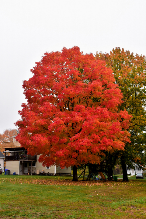 Maple, Sugar Green Mountain