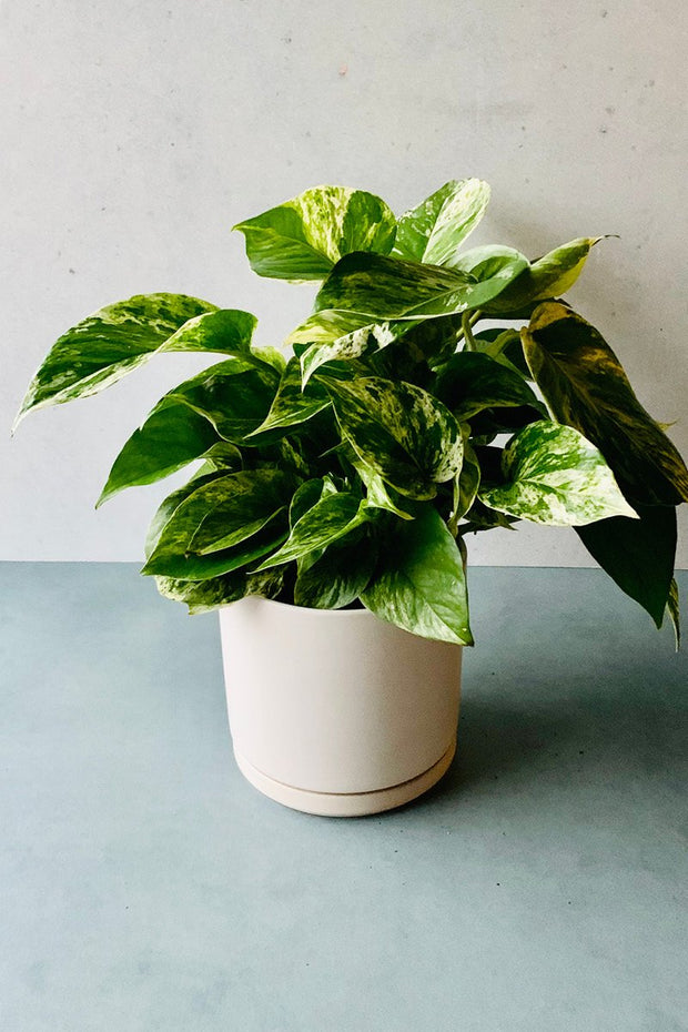 Pothos, Marble Queen 4"