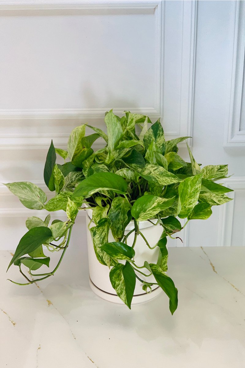 Pothos, Marble Queen 8" Hanging Basket