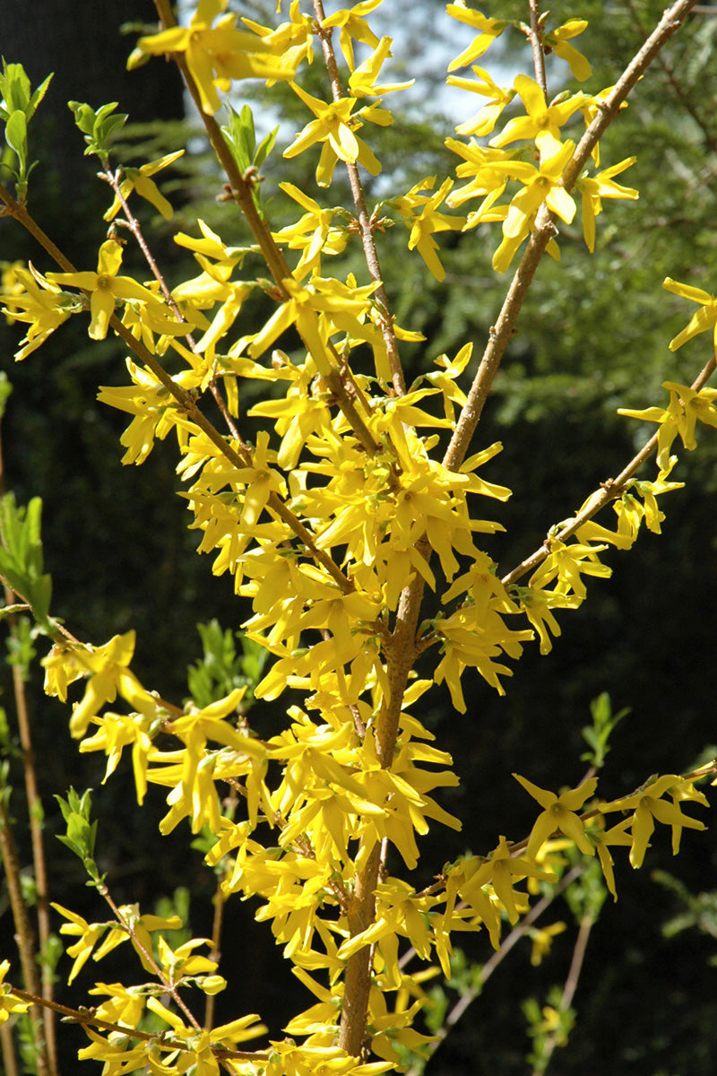 Forsythia, Meadowlark