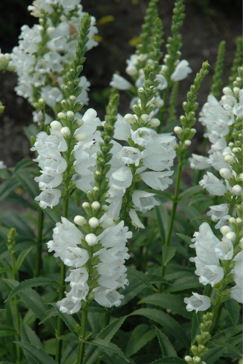 Obedient Plant, Miss Manners