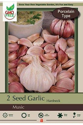Allium Garlic Music Jumbo Bulbs 2/Pack