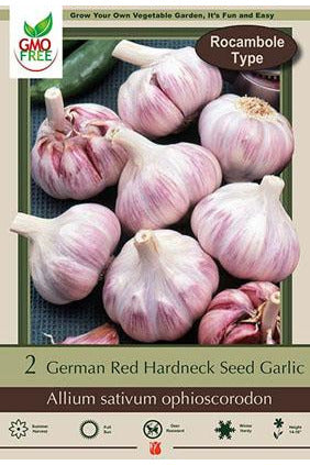 BULB, GARLIC GERMAN RED 2/PK