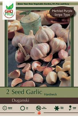 Allium Garlic Duganski Bulb 2 Pack