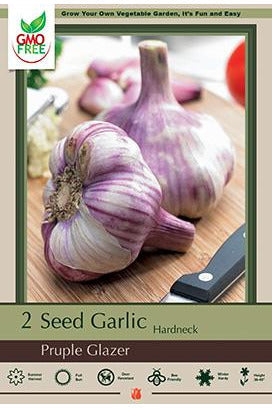 BULB GARLIC PURPLE GLAZER 2/PK