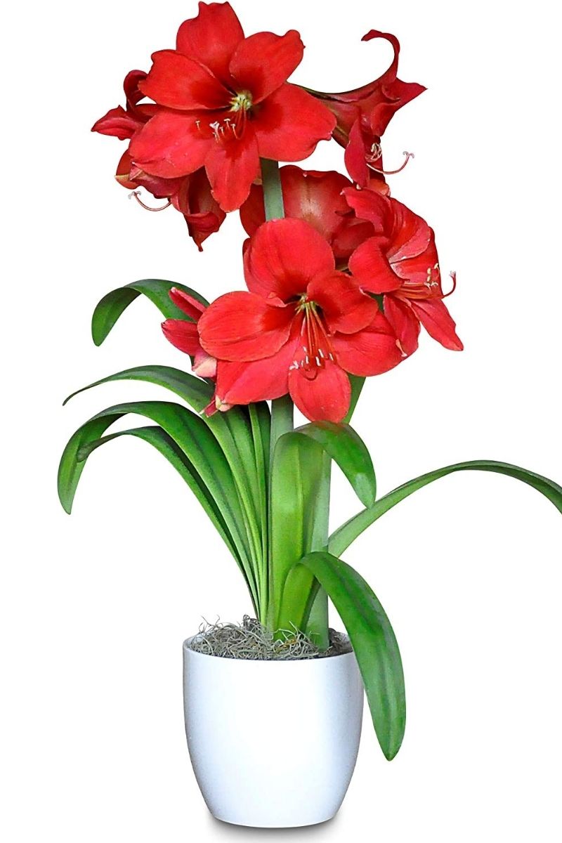 Amaryllis Ferrari Bulb 1 Pack