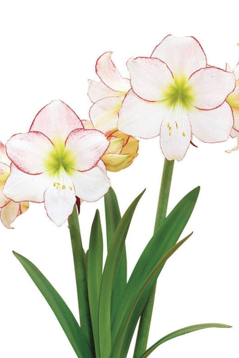 BULB, AMARYLLIS PICOTEE 1/PK