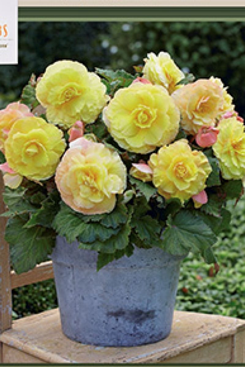 Begonia Superba Yellow 2 Pack