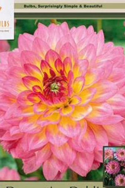 BULB, DAHLIA DECORATIVE JOWEY