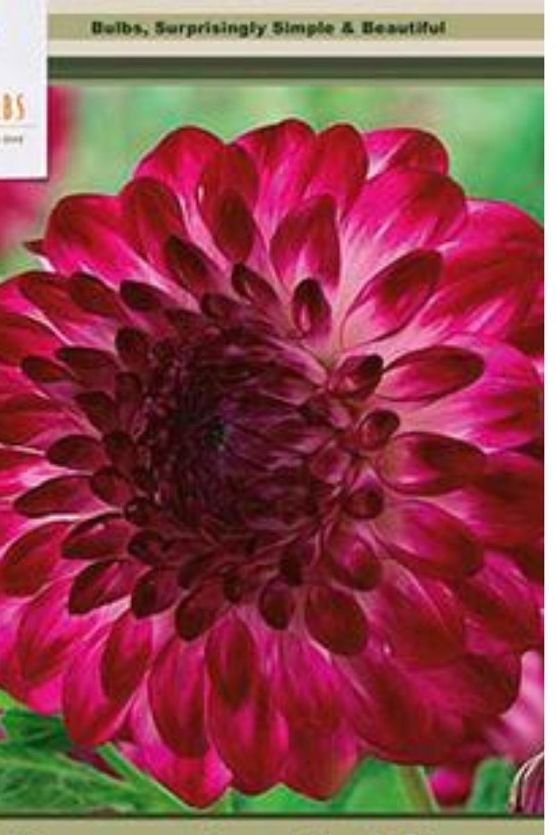 Dahlia Decorative Caproz Pizzazz 2 Pack