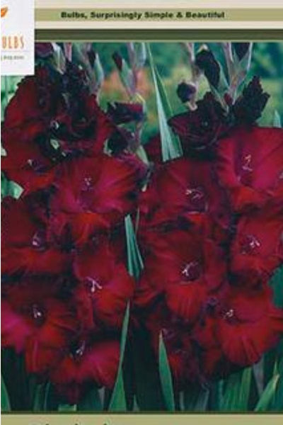 BULB, GLADIOLUS LARGE BLACK BE