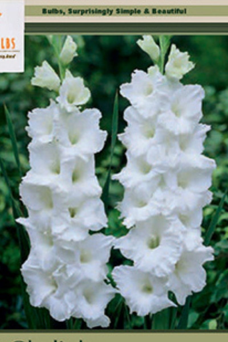 Gladiolus Large Flowering Polar Bear 10 Pack