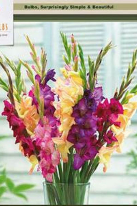 BULB, GLADIOLUS LARGE MARDI GR