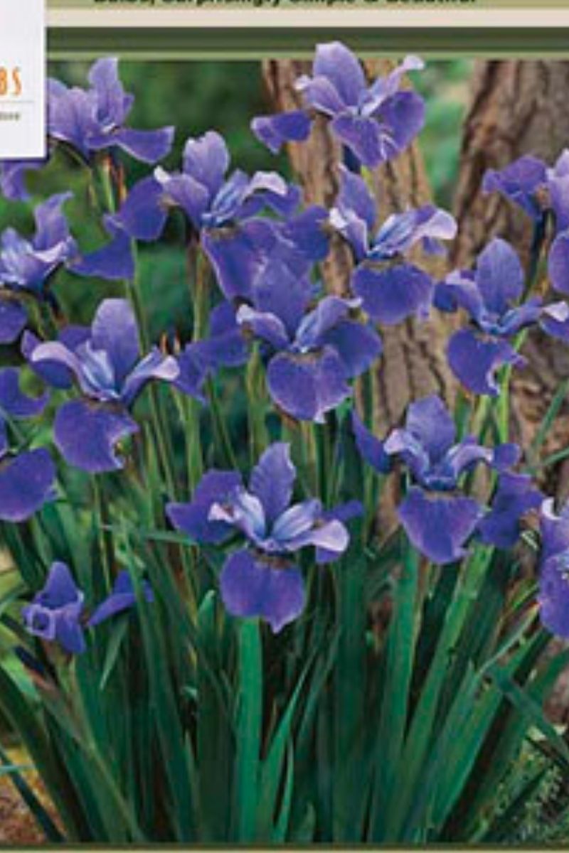 Iris Sibirica Blue King 2 Pack