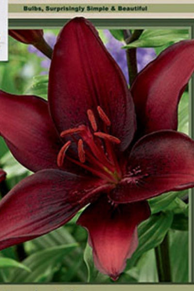 BULB LILIUM ASIATIC MASCARA