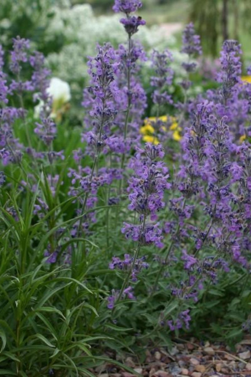 Catmint, Little Trudy