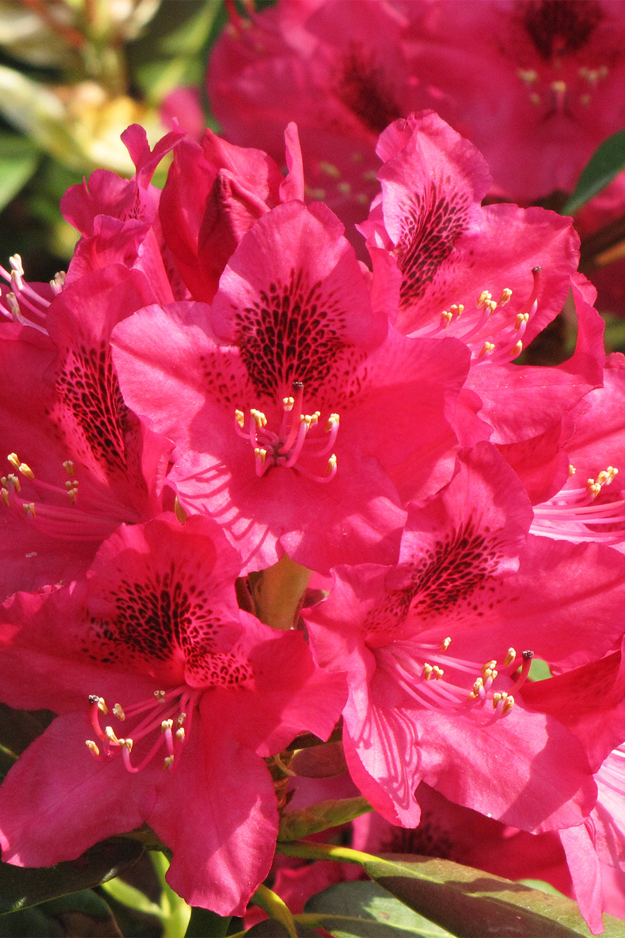 Rhododendron, Nova Zembla