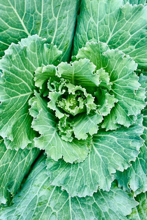 Ornamental Kale. Osaka White