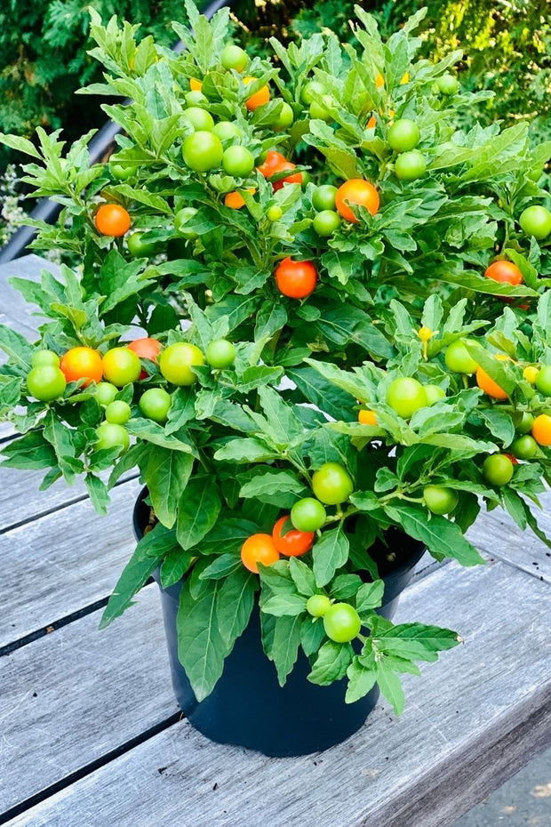 Jerusalem Cherry