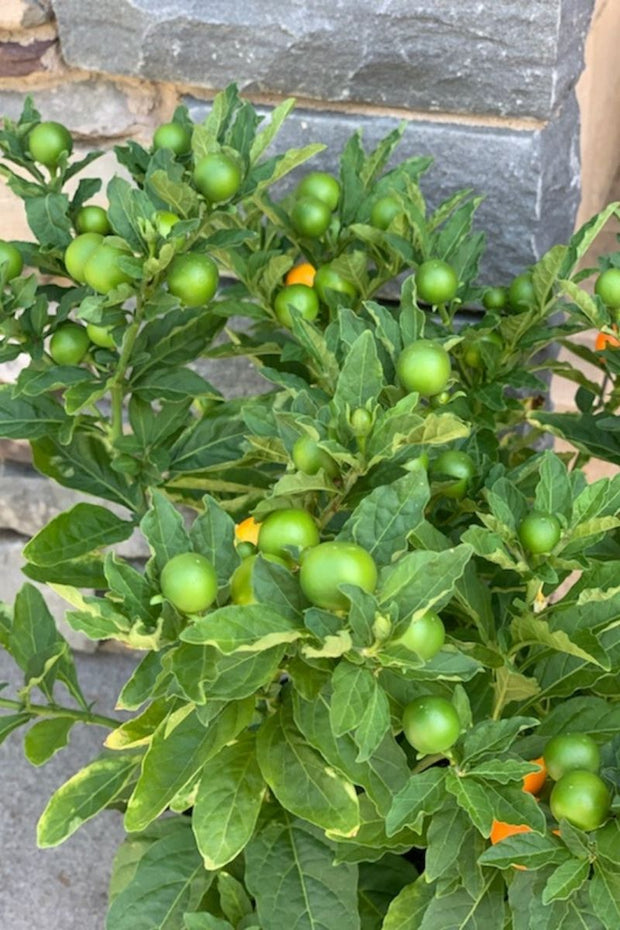 Jerusalem Cherry