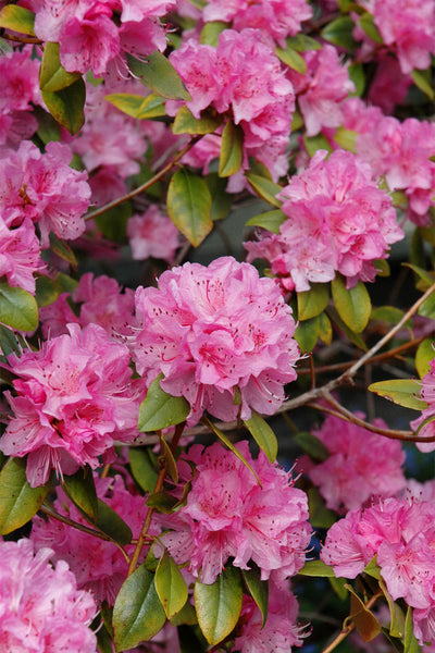 Rhododendron, Olga Mezitt – Chalet