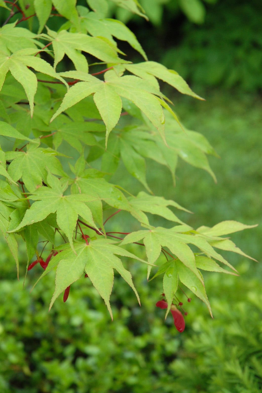 Maple, Japanese Orangeola