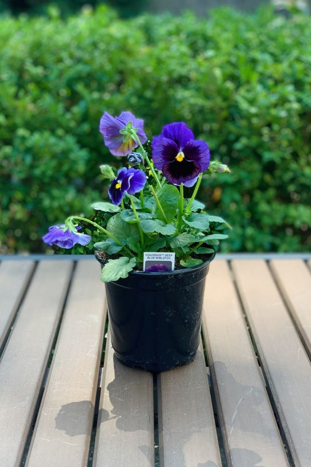 Pansy, Majestic Giant II Deep Blue Blotch