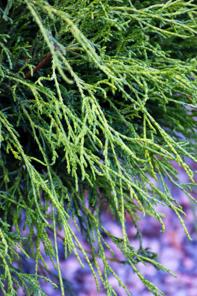 Falsecypress, Angel Hair