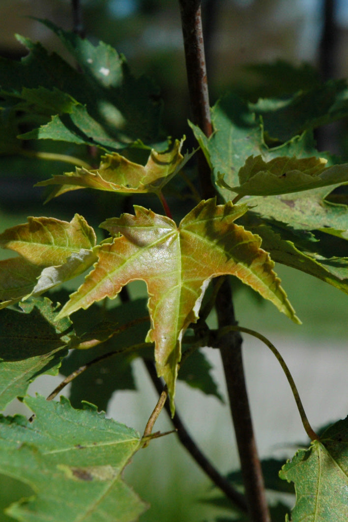 Maple, Red Armstrong