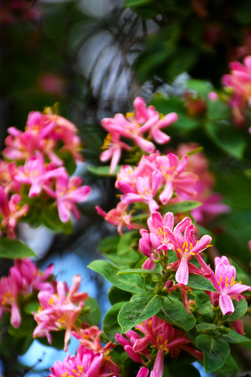 Honeysuckle, Arnold Red