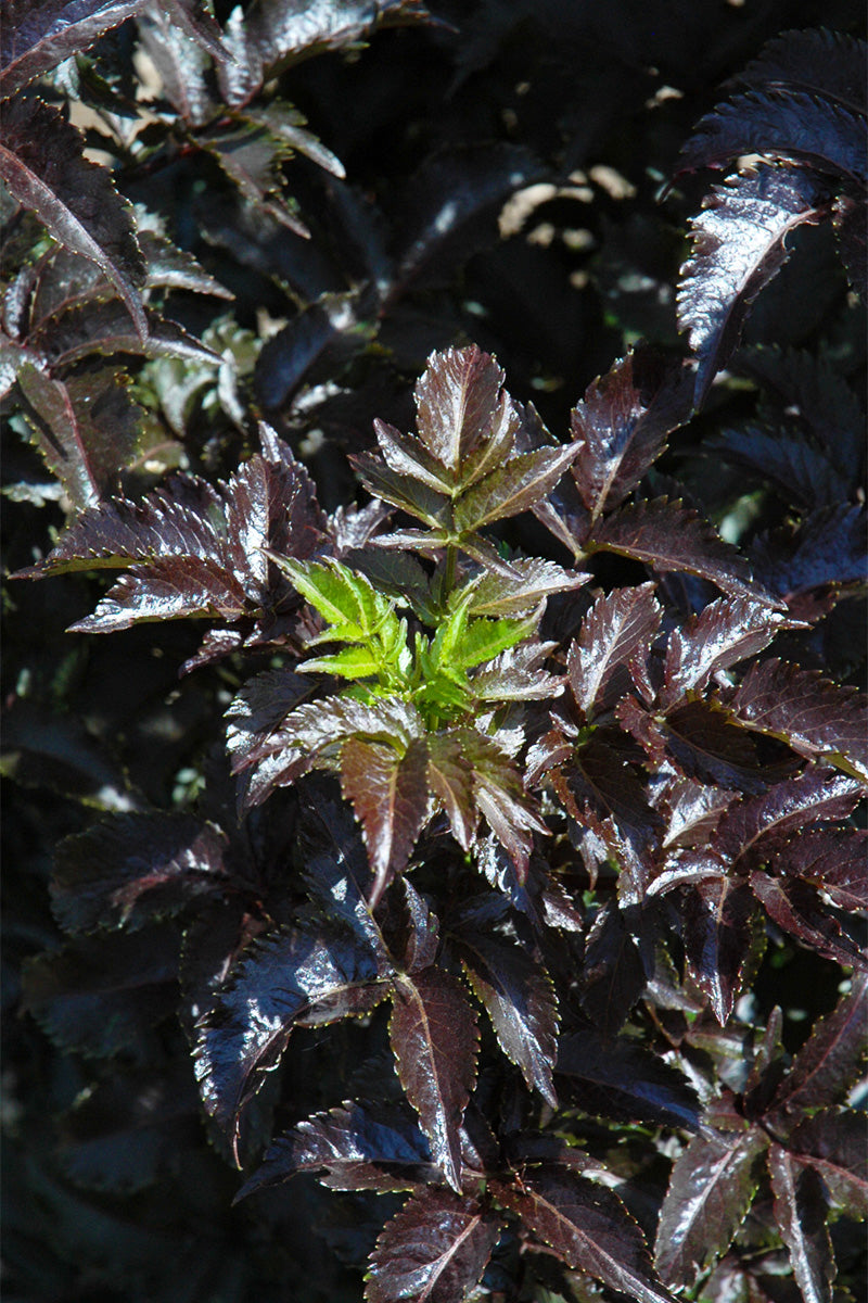Elderberry, Black Tower