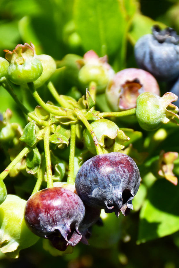 Fruit, Blueberry Jelly Bean