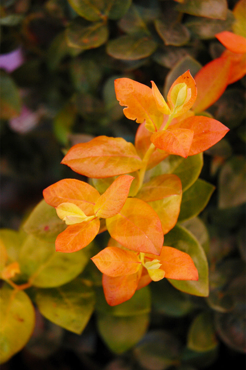 Fruit, Blueberry Peach Sor