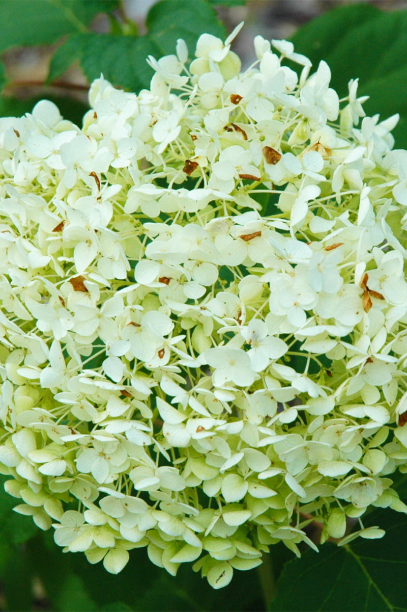 Hydrangea, Bounty