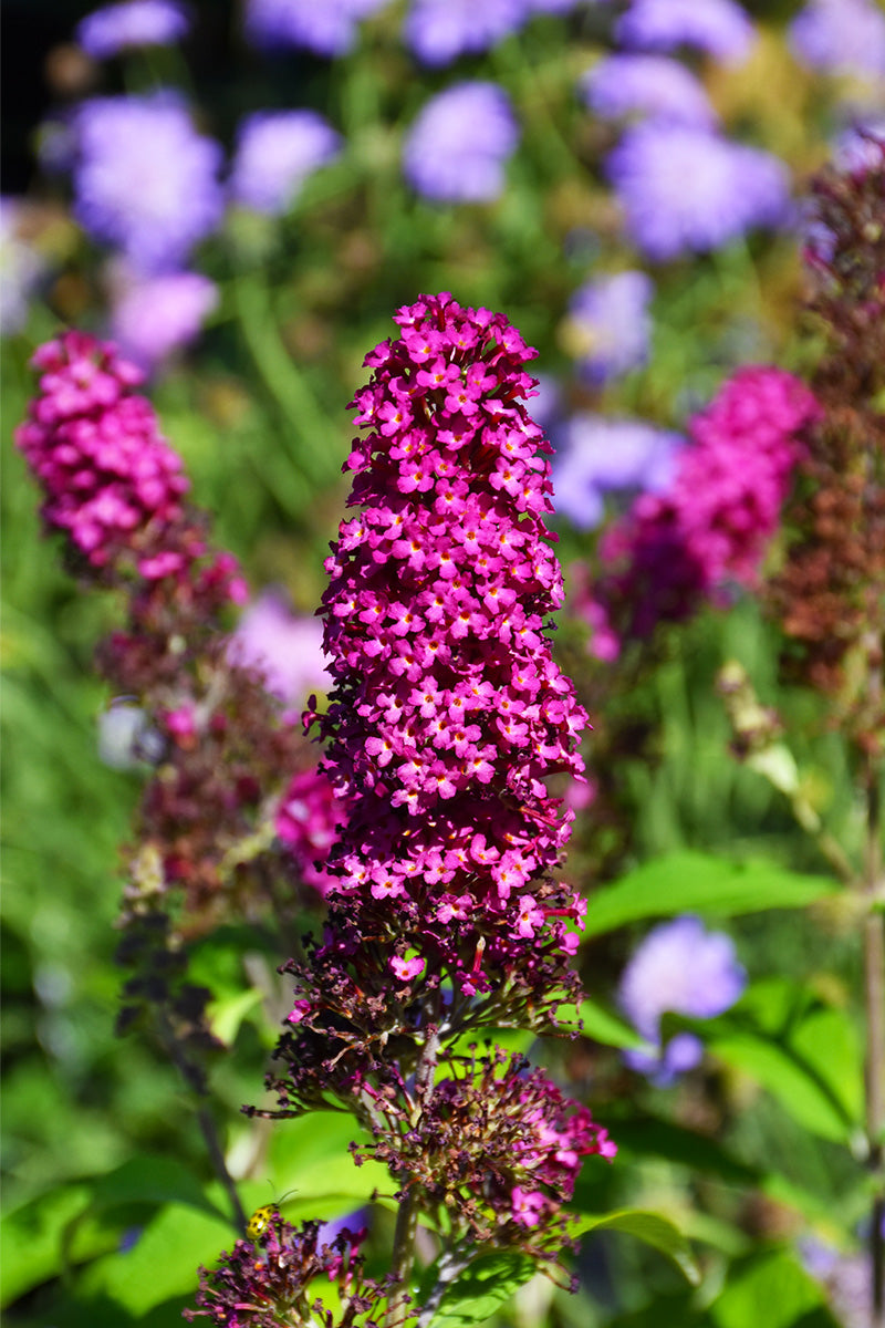 Butterfly Bush, Funky Fuchsia