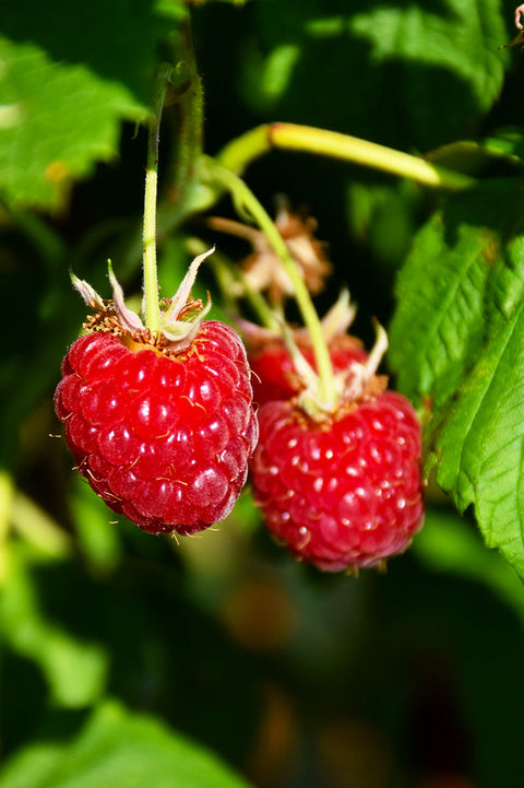 Fruit, Raspberry Canby