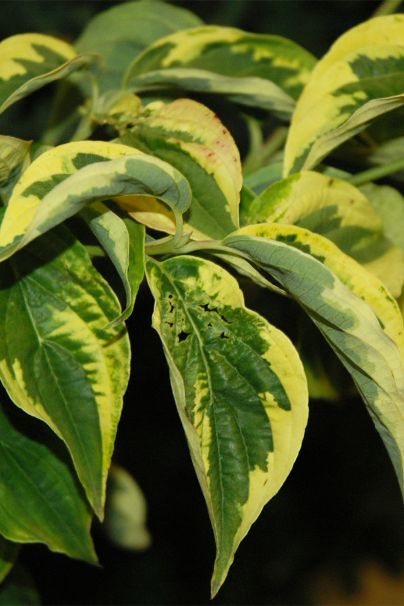 Dogwood, Rut Celest Shdw