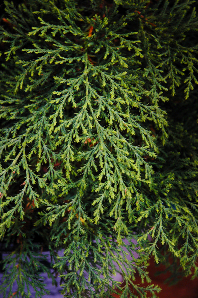 Microbiota, Celtic Pride