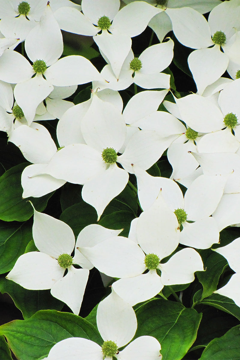 Dogwood, Kousa Chinese
