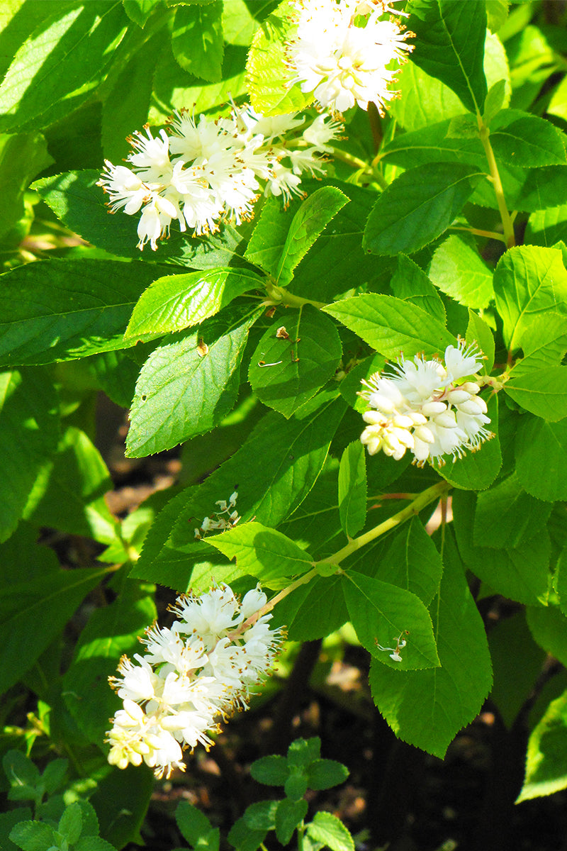 Clethra, Hummingbird