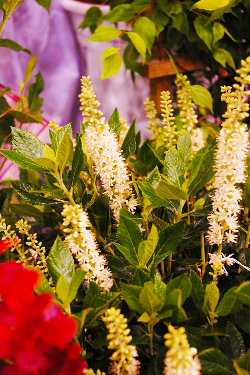 Clethra, Sixteen Candles