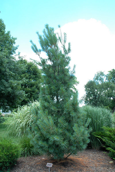 Pine, White Fastigiate