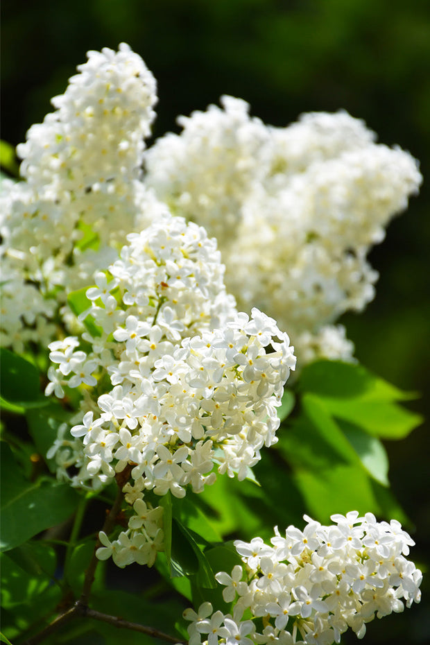 Lilac, Common White
