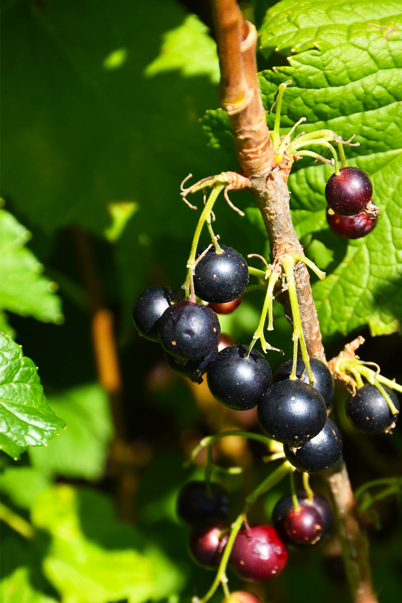 Fruit, Currant Blk Consort