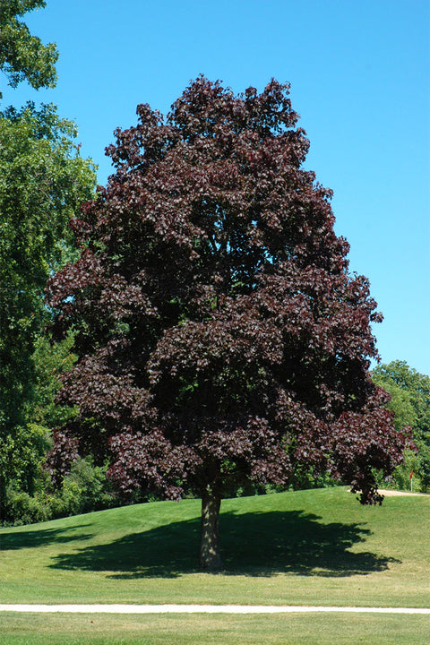 Maple, Norway Crimson King